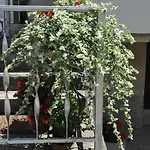 Apartmán Marioni Buzet